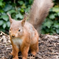 Red Squirrel